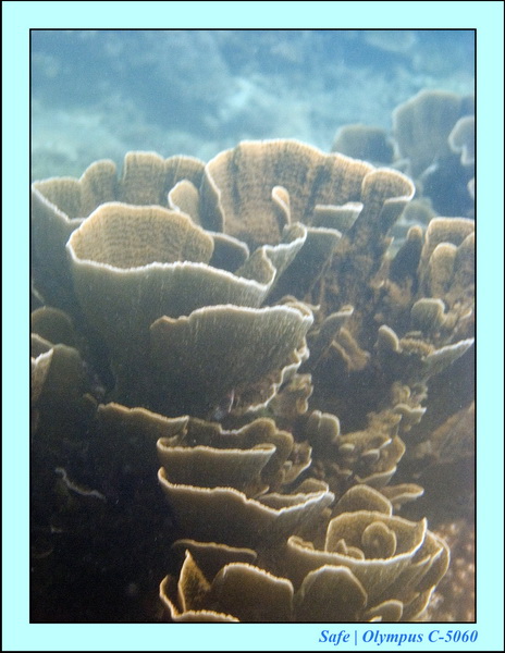 2006 - 07 - Kapas - Plongee 3 - 28